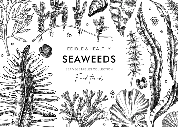 Edible seaweed background with hand drawn sea vegetables - kelp, kombu, wakame, hijiki  illustration. Underwater algae vector frame in sketch style. Healthy food ingredients. Japanese cuisine